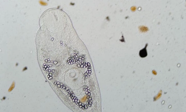 Biyoçeşitlilik için parazit seferberliği