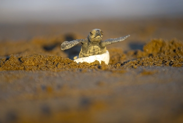 Patara’da 2021 heyecanı