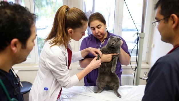 Veteriner tıbbi ürünler yönetmeliği değişti
