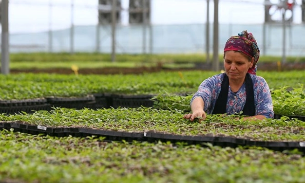 Yeni çağın mottosu kooperatif girişimcilik