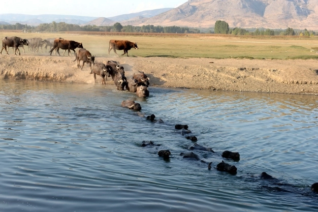 Damızlık manda düvesi yetiştirene yüzde 50 hibe
