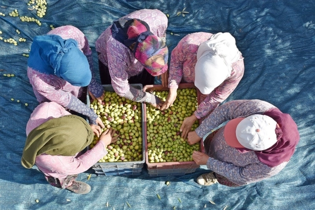 Sofralık zeytinde hedef 'ihracatta rekor tazelemek’