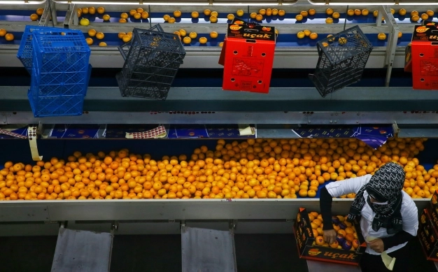 Mandalina ihracatında yeni rekor beklentisi