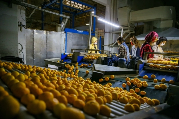 Mandalina ihracatında yeni rekor beklentisi