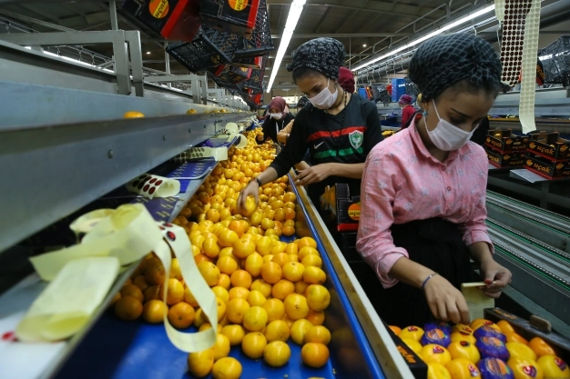 Mandalina ihracatında yeni rekor beklentisi