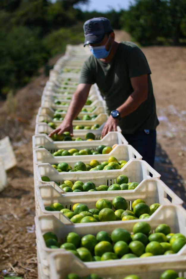 Mandalina ihracatında yeni rekor beklentisi