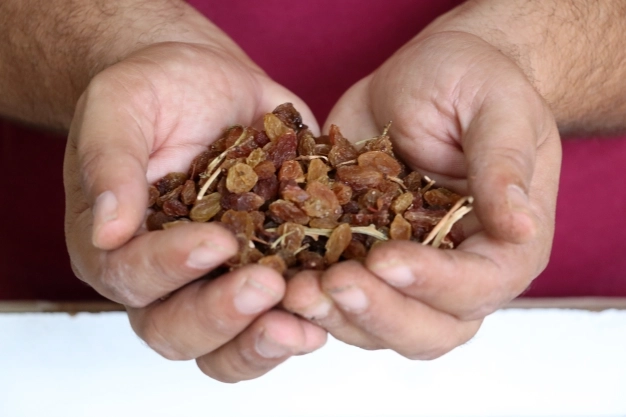 Türkiye, dünya kuru üzüm ihracatının yüzde 36’sını tek başına yapmayı hedefliyor