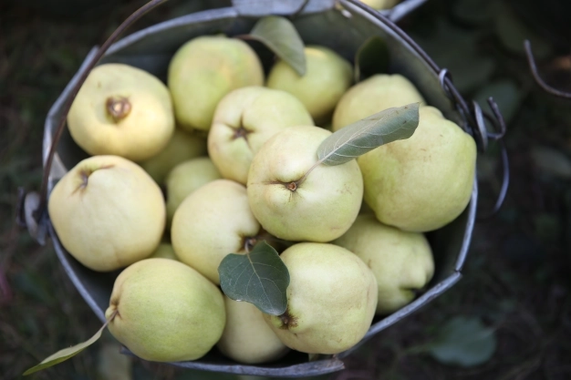 Ayva, rekoltesi ve fiyatıyla üreticinin yüzünü güldürüyor