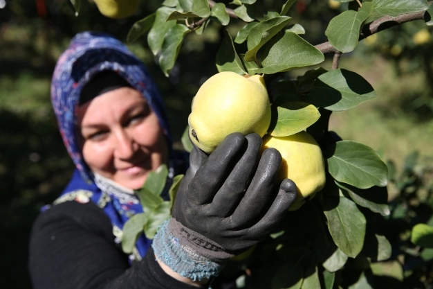 Ayva, rekoltesi ve fiyatıyla üreticinin yüzünü güldürüyor