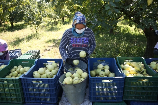 Ayva, rekoltesi ve fiyatıyla üreticinin yüzünü güldürüyor