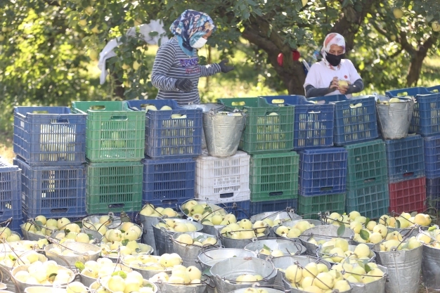 Ayva, rekoltesi ve fiyatıyla üreticinin yüzünü güldürüyor
