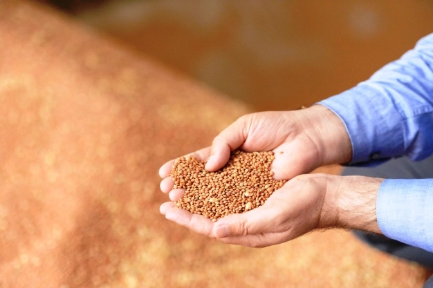 Mercimek ve yağlık ayçiçeği tohumunda gümrük vergileri düşürüldü