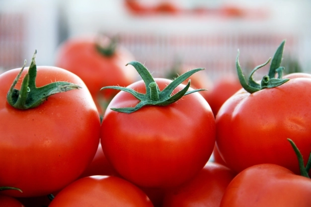 Organik tarıma dekar başına 100 lira destek