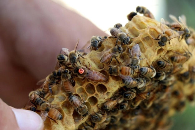 Organik tarıma dekar başına 100 lira destek