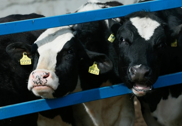 Organik tarıma dekar başına 100 lira destek