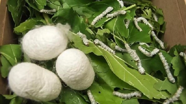 Organik tarıma dekar başına 100 lira destek