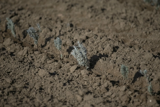 Kokusu ve rengiyle ilgi odağı olan lavantanın ekim alanı yaygınlaşıyor