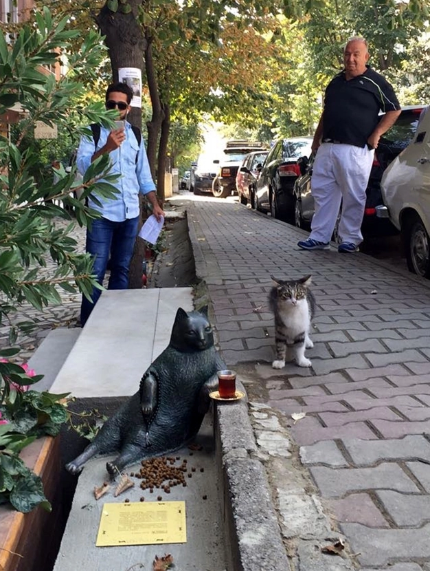 Bir başkadır İstanbul kedileri