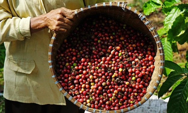 Kahvenin anavatanında TİCARET SAFARİSİ