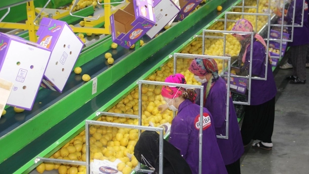 Kovid-19 salgını Lamas limonuna talebi artırdı