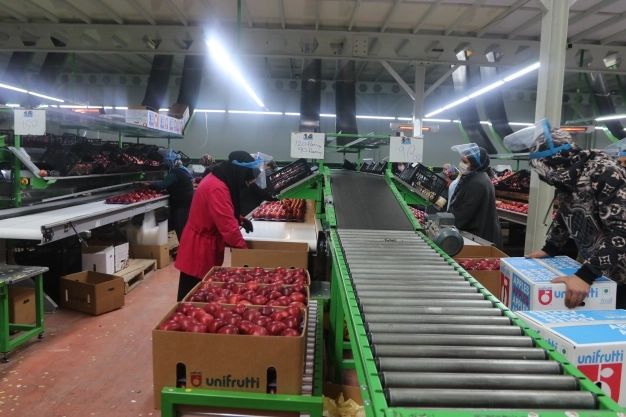 İhraç edilen her 3 elmadan biri Karaman'da üretiliyor