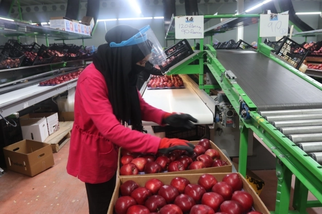 İhraç edilen her 3 elmadan biri Karaman'da üretiliyor