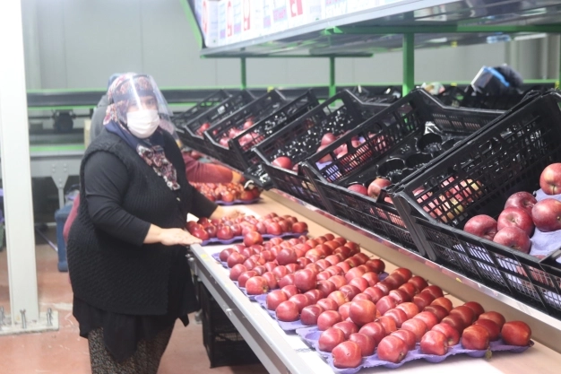 İhraç edilen her 3 elmadan biri Karaman'da üretiliyor