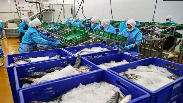 Türkiye 2020'de en fazla levreği Hollanda'ya, çipurayı İtalya'ya gönderdi