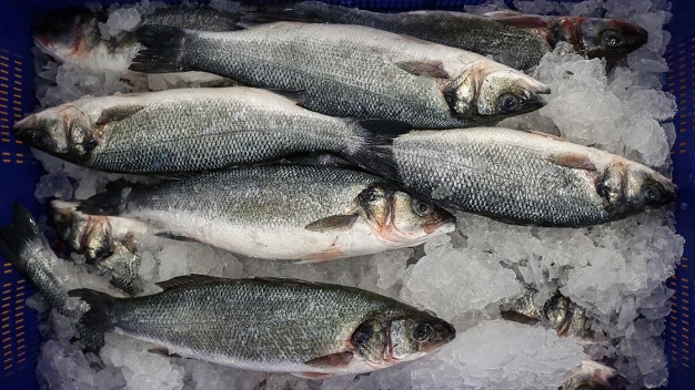 Türkiye 2020'de en fazla levreği Hollanda'ya, çipurayı İtalya'ya gönderdi