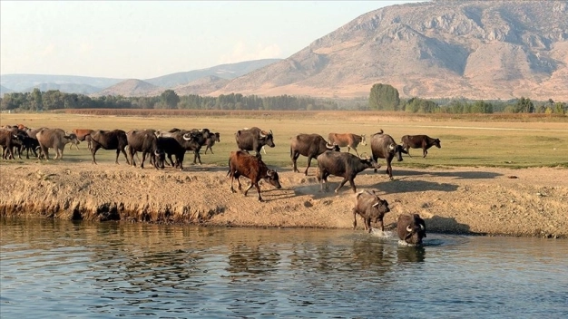 Damızlık manda düvesi yetiştiricilerine yüzde 50 hibe desteği sağlanacak