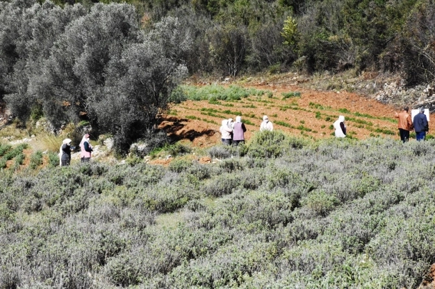 Bilinçli tarımla üretilen tıbbi ve aromatik bitkiler çiftçiye gelir sağlayacak