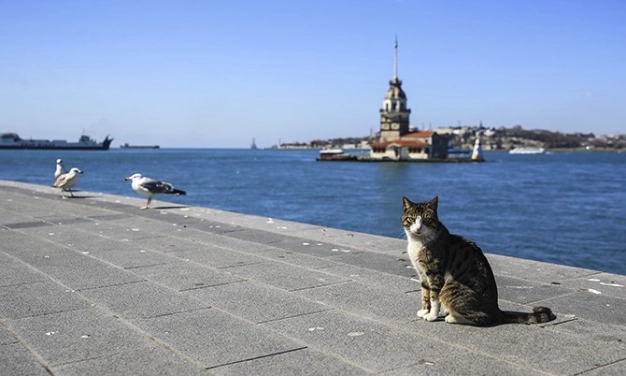 Istanbul’s famous locals: CATS