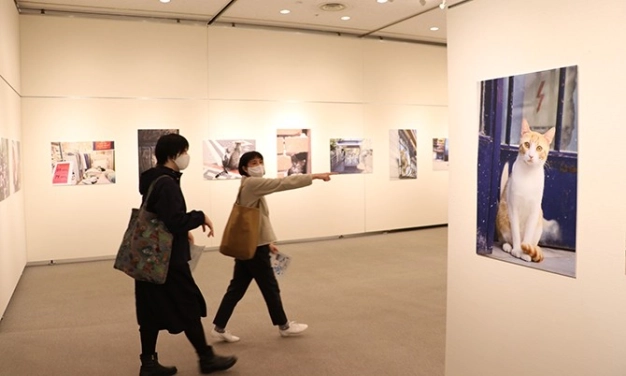 Istanbul’s famous locals: CATS