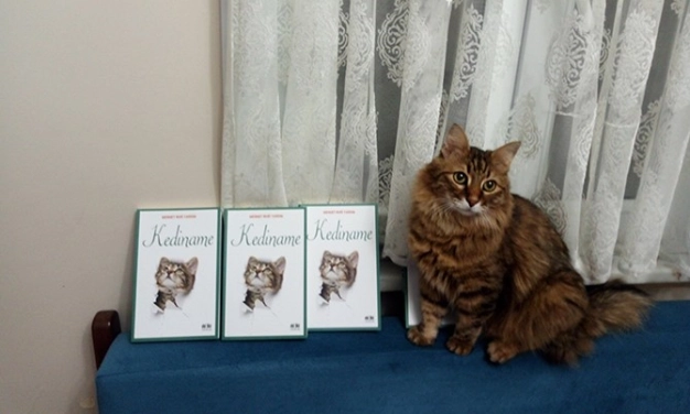 Istanbul’s famous locals: CATS