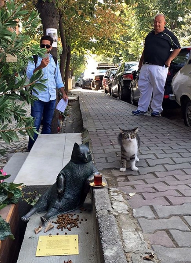 Istanbul’s famous locals: CATS