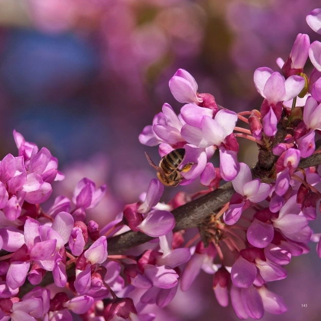 Mevsimlik misafir ERGUVAN