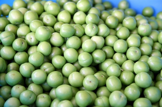 Dalında alıcı bulan 'can erik' fiyatı ve kalitesiyle üreticisini sevindirdi