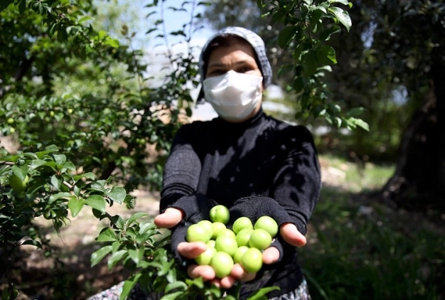 Dalında alıcı bulan 'can erik' fiyatı ve kalitesiyle üreticisini sevindirdi