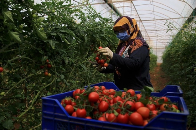 Antalya'da sera üreticileri zorlu mesailerini ramazanda da sürdürüyor