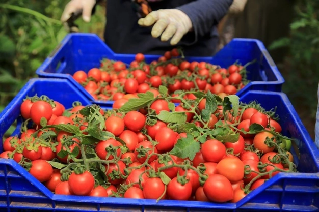 Antalya'da sera üreticileri zorlu mesailerini ramazanda da sürdürüyor