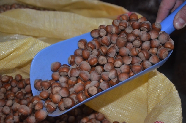 Türkiye fındık ihracatından 9 ayda 1,6 milyar dolar kazandı