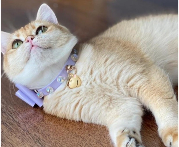 Evcil hayvanlara özel tasarımlarla başardı