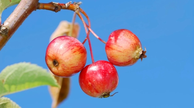 Hücre hücre hasatla maliyet sıfırlanıyor