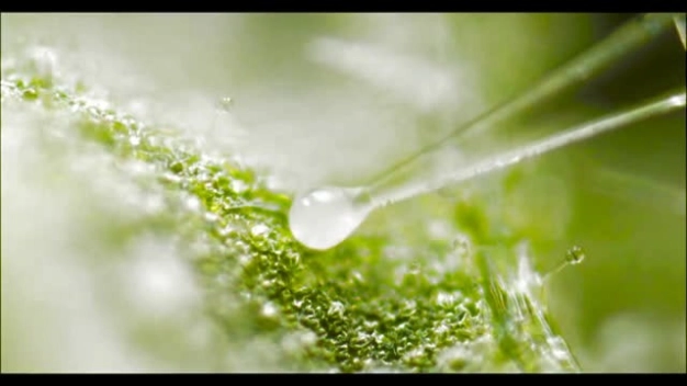 Hücre hücre hasatla maliyet sıfırlanıyor