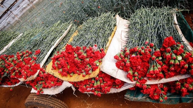 Kesme çiçek sektörü 500 milyon dolarlık ihracat hedefliyor