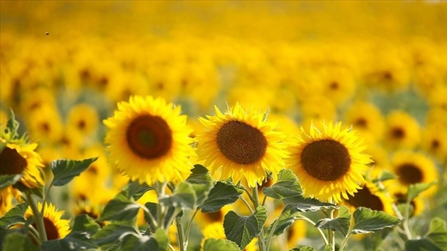 Ayçiçeği tohumundan 30 Haziran'dan sonra da gümrük vergisi alınmayacak