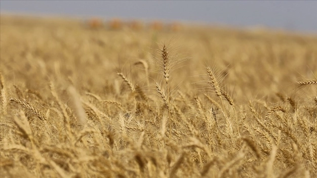 İklim değişikliği, kuraklık ve kıtlık, insanları alışkanlıklarını değiştirmeye itti