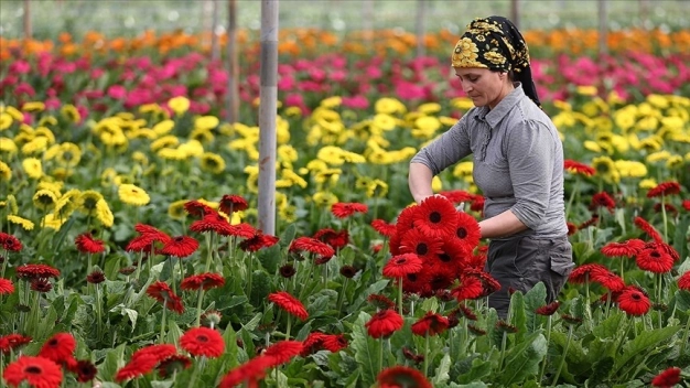 Türkiye'nin tarım ihracatı bu yıl aylık bazda 2 milyar doların altına düşmedi