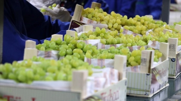 Sofralık üzümde ihracat hedefi 200 milyon dolar