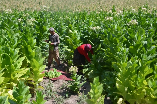 Türkiye'den bu yıl 60 bin ton tütün ihracatı bekleniyor